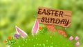 Easter concept image with green grass, different flowers, rabbit ears and wooden board