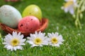 Easter concept. White daisies on green grass, blurred easter eggs background. Selective focus on the flowers Royalty Free Stock Photo