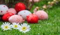 Easter concept. White daisies on green grass, blurred easter eggs background. Selective focus on the flowers Royalty Free Stock Photo