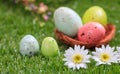 Easter concept. White daisies on green grass, blurred easter eggs background. Selective focus on the flowers Royalty Free Stock Photo