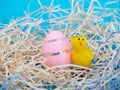 Easter conceptual picture with Easter eggs in a basketn and baby chicken. Royalty Free Stock Photo