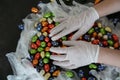 Easter in COVID-19 times, two hands in surgical gloves arrange small eater chocolate eggs