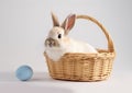 Easter cute bunny sitting in a basket on a light grey background Royalty Free Stock Photo