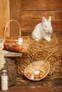 Easter cute bunny sitting with basket of white eggs, rural scene Royalty Free Stock Photo