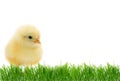 Easter cute chick