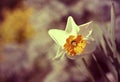 Easter daffodil flower Royalty Free Stock Photo
