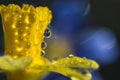 Easter daffodil flower water drops refraction abstract blurred floral background macro