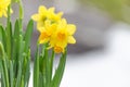 Easter Daffodil,