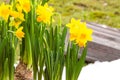 Easter Daffodil,