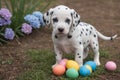 Easter Dalmatian Puppy. A funny little Dalmatian puppy that looks like he just painted some Easter eggs