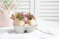 Easter decor - Flowers in eggshells Royalty Free Stock Photo