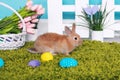 Easter decor and rabbit