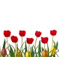 Easter decoration. Beautiful flowers red tulips, grass and colored easter eggs on a white background with space for text. Top view