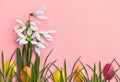 Easter decoration. Beautiful flowers white snowdrops, grass and colored easter eggs on a coral color paper with space for text. Royalty Free Stock Photo