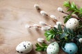 Easter decoration with easter eggs, catkins and boxwood twigs on wooden background Royalty Free Stock Photo