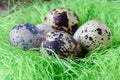 Easter decoraton with festive nest quail eggs