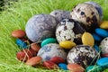 Easter decoraton with festive nest quail eggs