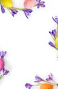 Easter decoration. Easter frame of flowers violet crocuses, colored easter eggs on white background with space for text. Top view Royalty Free Stock Photo