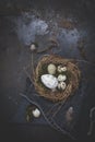 Easter decoration with nest and egg on dark background Royalty Free Stock Photo