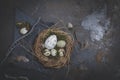 Easter decoration with nest and egg on dark background Royalty Free Stock Photo