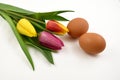 Colorful tulips with Easter Eggs stock images