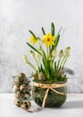 Easter decoration of white grape hyacinth and yellow daffodils flowers in a glass flowerpot with quail eggs. Royalty Free Stock Photo