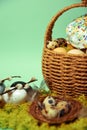 Easter decorations in a basket with rabbit ears. Easter cake and eggs on moss, quail eggs and feathers on mint green background. Royalty Free Stock Photo
