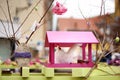 Easter decorations on the street of small town in France. Easter painted eggs hanging on a branch of tree and chicken toy as Royalty Free Stock Photo