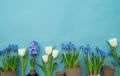 Easter decorative composition on a blue background. White rabbit, tulips, flower pots, unpainted eggs and a tree.