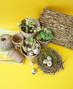 Easter decorative composition on a yellow background.Nest with quail eggs.