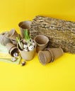 Easter decorative composition on a yellow background.Nest with quail eggs.