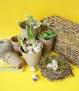 Easter decorative composition on a yellow background.Nest with quail eggs.