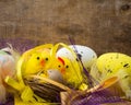 Easter decorative composition with yellow chickens nest, color eggs and colorful feathers on wooden board