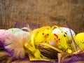 Easter decorative composition with yellow chickens nest, color eggs and colorful feathers on wooden board