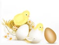 Easter design background with pair of cute chicken, eggs and chamomiles Royalty Free Stock Photo