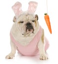 Easter dog