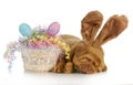 Easter dog Royalty Free Stock Photo