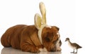 Easter dog and baby duck Royalty Free Stock Photo