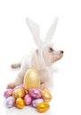 Easter dog with bunny ears and eggs Royalty Free Stock Photo