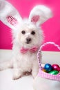 Easter dog with bunny ears and eggs