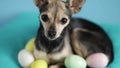Easter dog in easter eggs, easter mockup for pet shops, veterinary clinics for animals