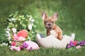 Easter dog. French Bulldog puppy sitting in egg shell next to Easter basket and colorful eggs with flowers Royalty Free Stock Photo