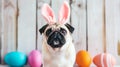 Easter dog pug postcard: rabbit ears, colored eggs - holiday concept Royalty Free Stock Photo