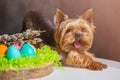 Easter dog Yorkshire terrier with eggs