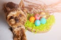 Easter dog Yorkshire terrier with eggs