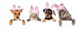 Easter Dogs and Cats Hanging Over White Banner Royalty Free Stock Photo