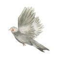 Easter dove pigeon grey bird sketch watercolor