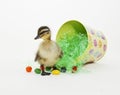 Easter Duckling