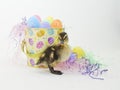 Easter Duckling
