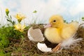 Easter duckling